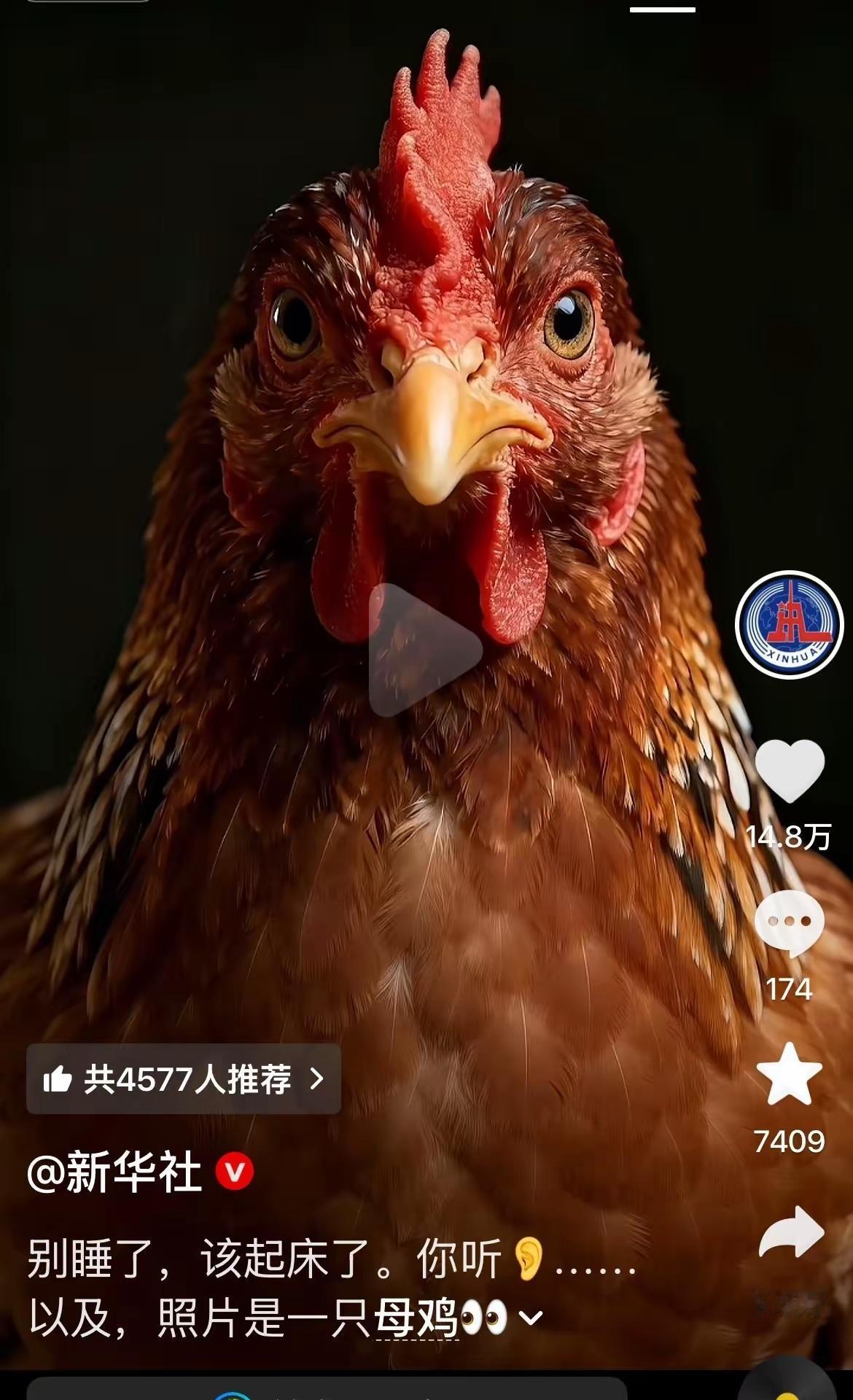 对新华社推出的这只公鸡，元芳你怎么看？
雄鸡破晓，东方的天快亮了！
枕戈待旦，保