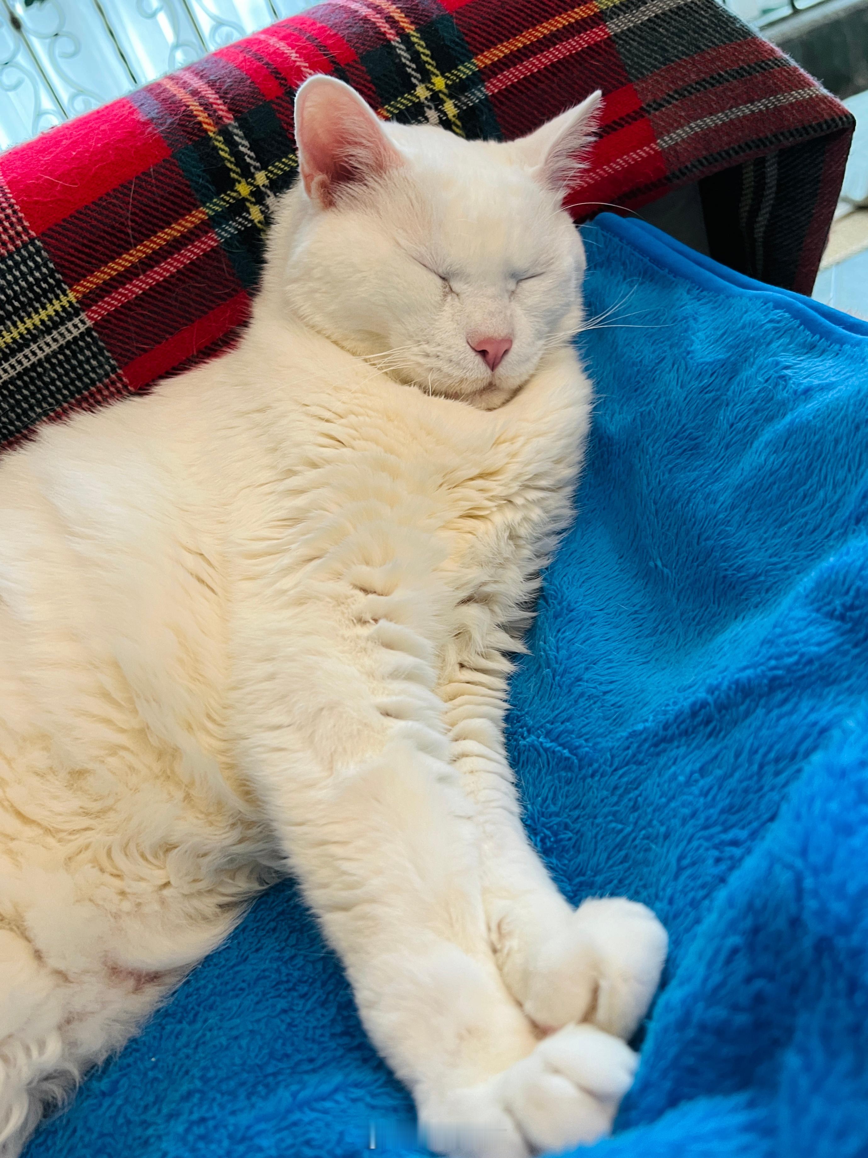 以伸懶腰的姿勢再度入睡～ 