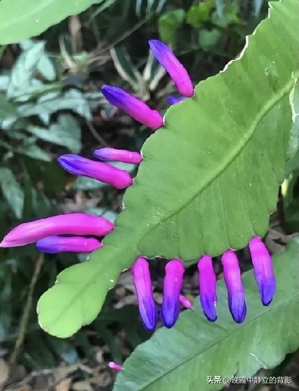 花瓣自带渐变，粉紫到蓝紫，它就是亚马逊假丝苇，也叫蓝焰丝苇，附生仙人掌。花朵直接