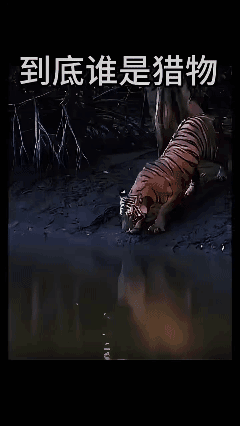 真狠啊！😱
这种情况下，到底谁才是猎物？
