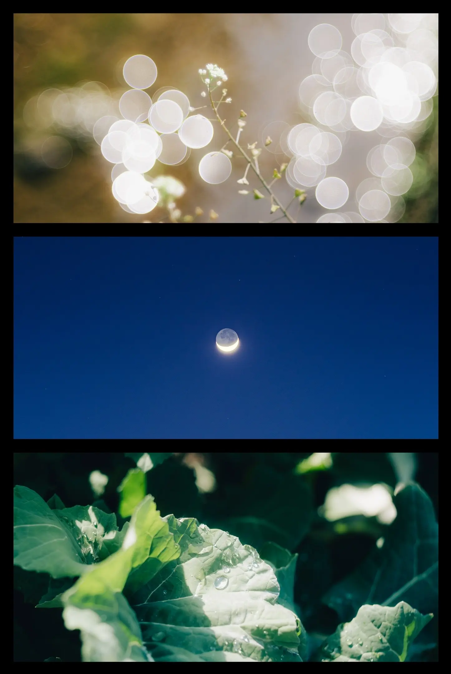 万物都是自由诗。