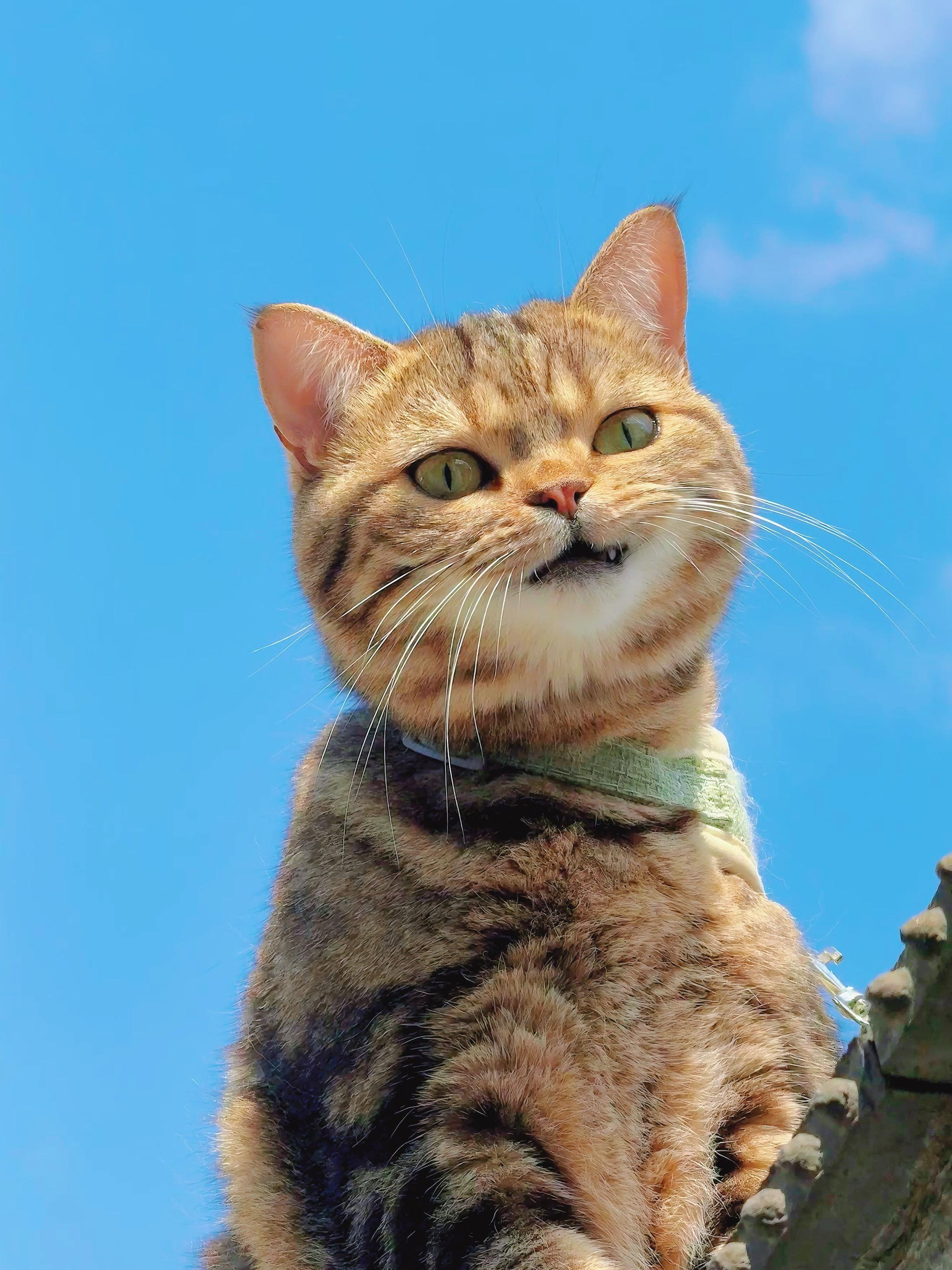 换个角度看猫猫。跟天空也很搭配啊！