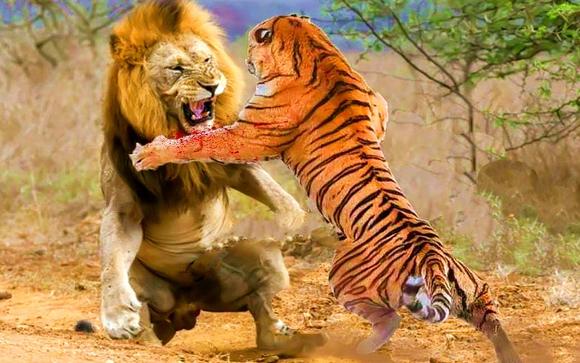 1946年，英国人为了证明狮子才是万兽之王，将一头老虎和一头狮子，关到地坑中战斗