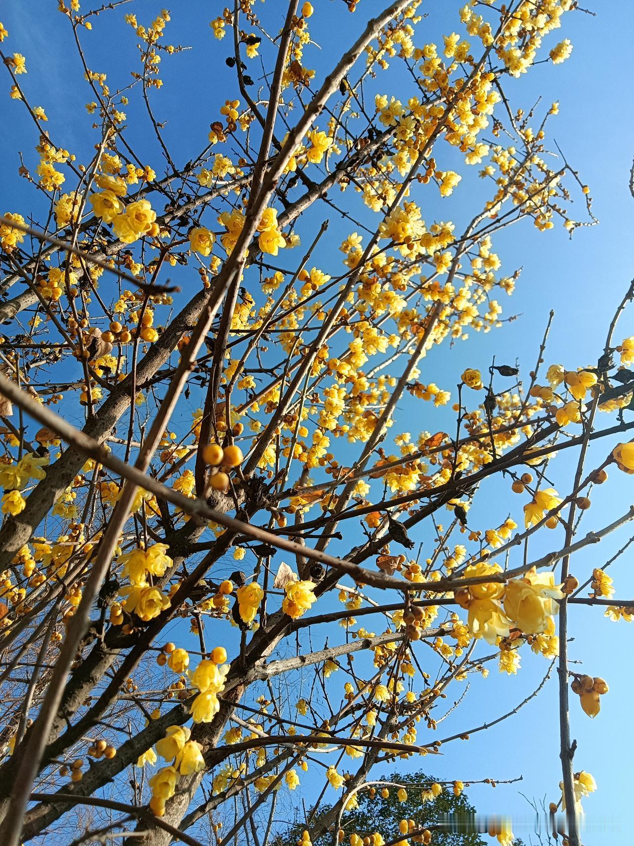 今天是“三九”第一天，但感觉西安的腊月一点都不像传统气象学上相传的“三九严寒”！