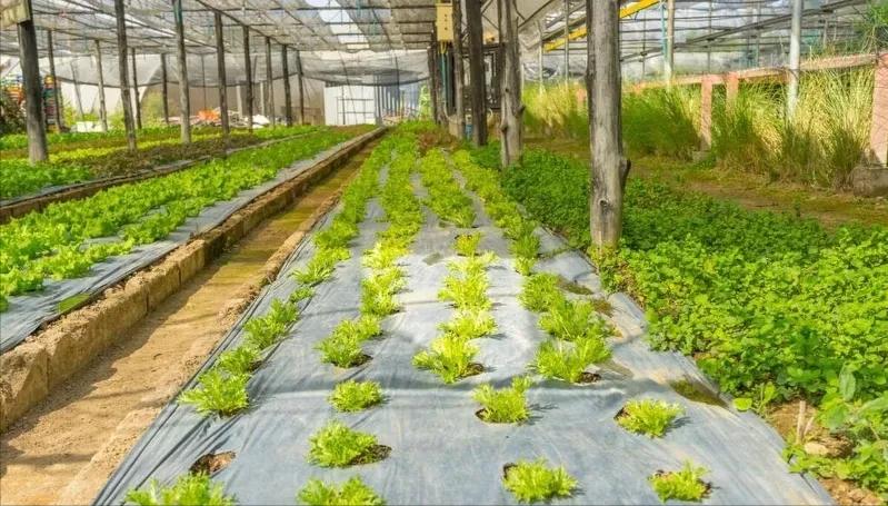 北京，小伙跟人签订90亩地，期限18年的租赁转让合同，修建大棚。经过辛苦种植，3