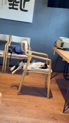 🤣直接睡懵！奶油猫睡觉摔翻车
奶油猫趴在椅子上睡得沉沉的，睡得太投入，完全没察