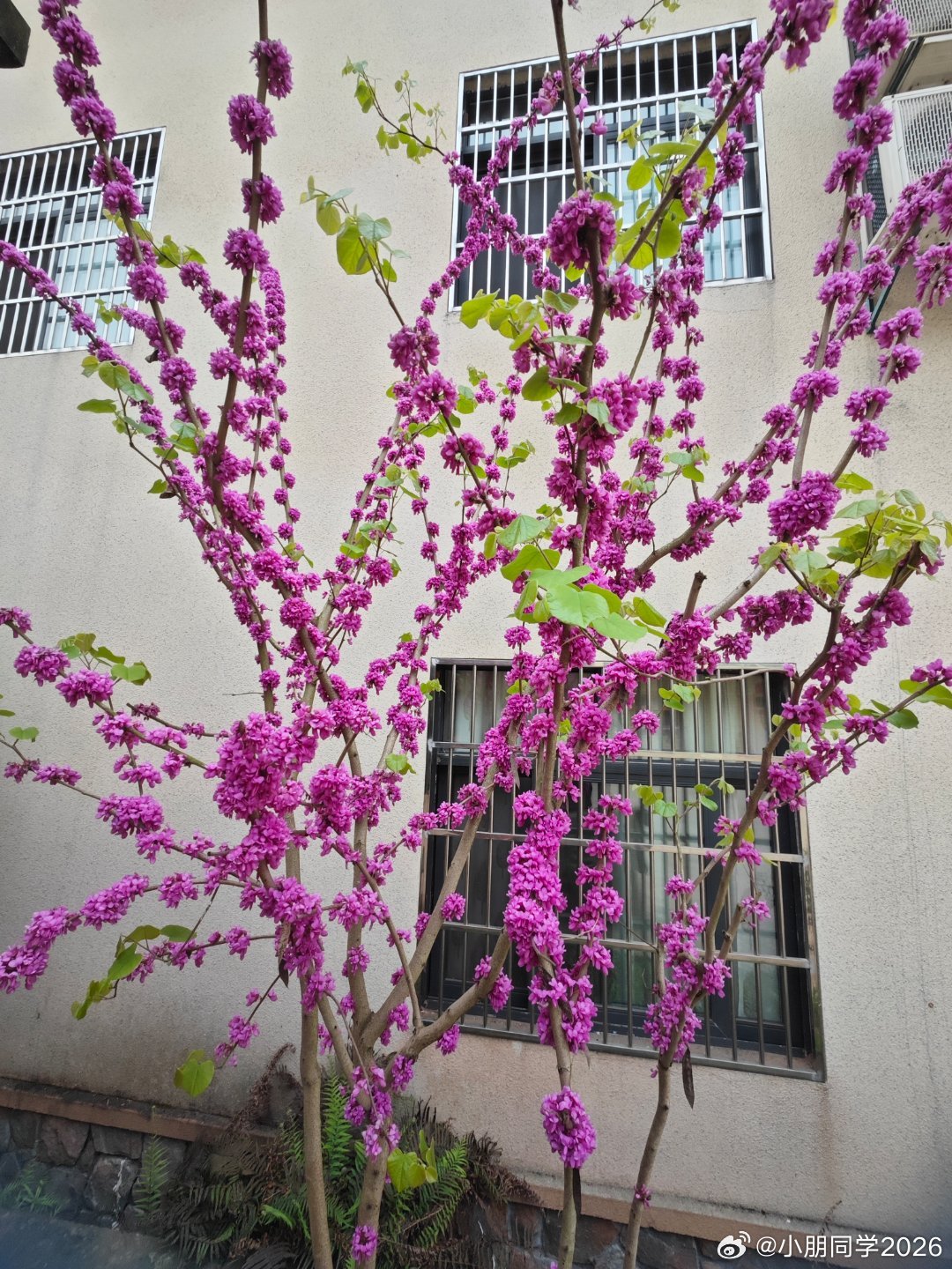 港股26年不过下跌0.45%，24-25连涨两年，A股26年目前还是红的，24-