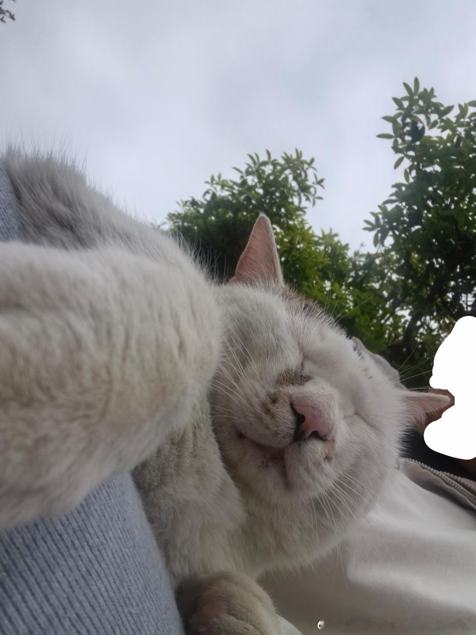 49788【丑猫】心灵丑，趴在主播腿上，主播以为怀孕了不敢动，结果是纯胖小公猫 