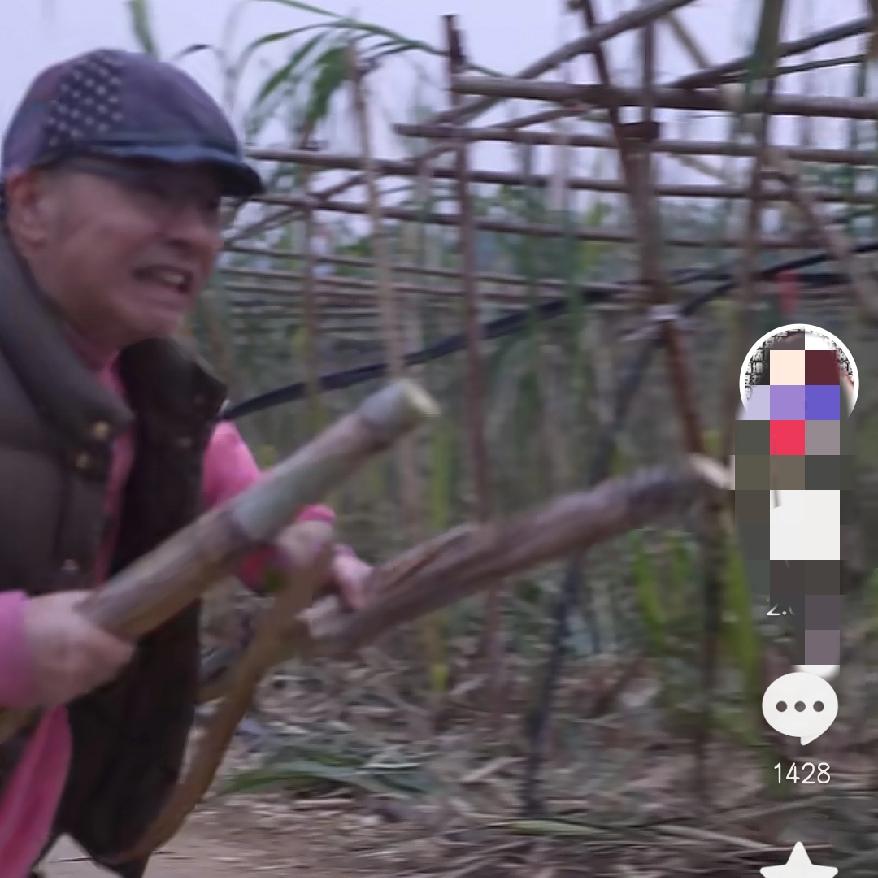 四川眉山偷甘蔗
居然这么火了？
连刘仪伟都迫不及待来体验了，说是来感受一下小时候