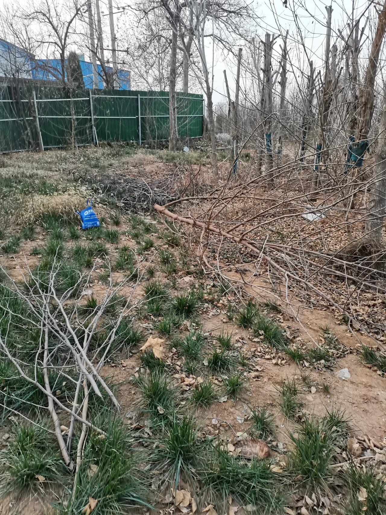 一入种菜深似海，万头牛拉不出来。

真是我也没有想到，自从在楼下开了菜地，种菜的