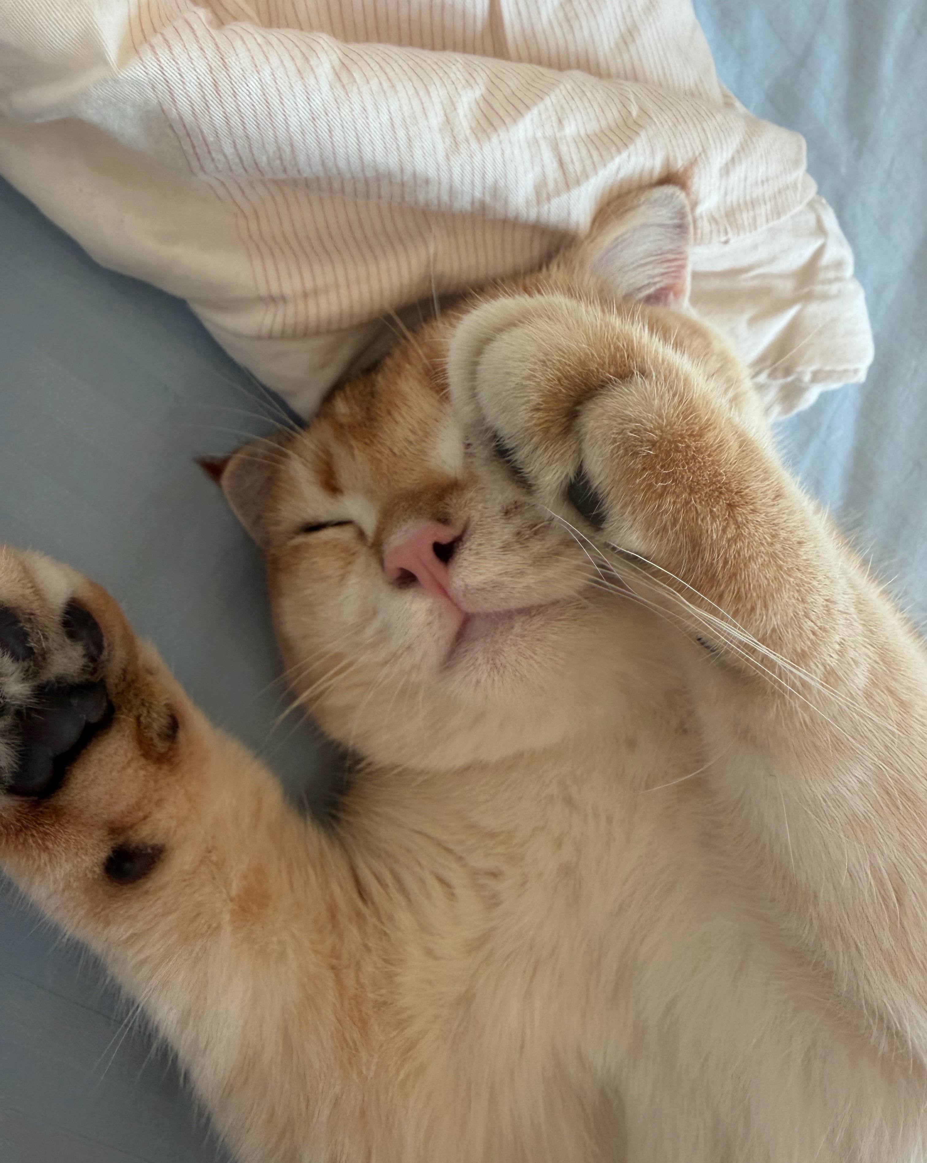 有小猫🐈味儿！