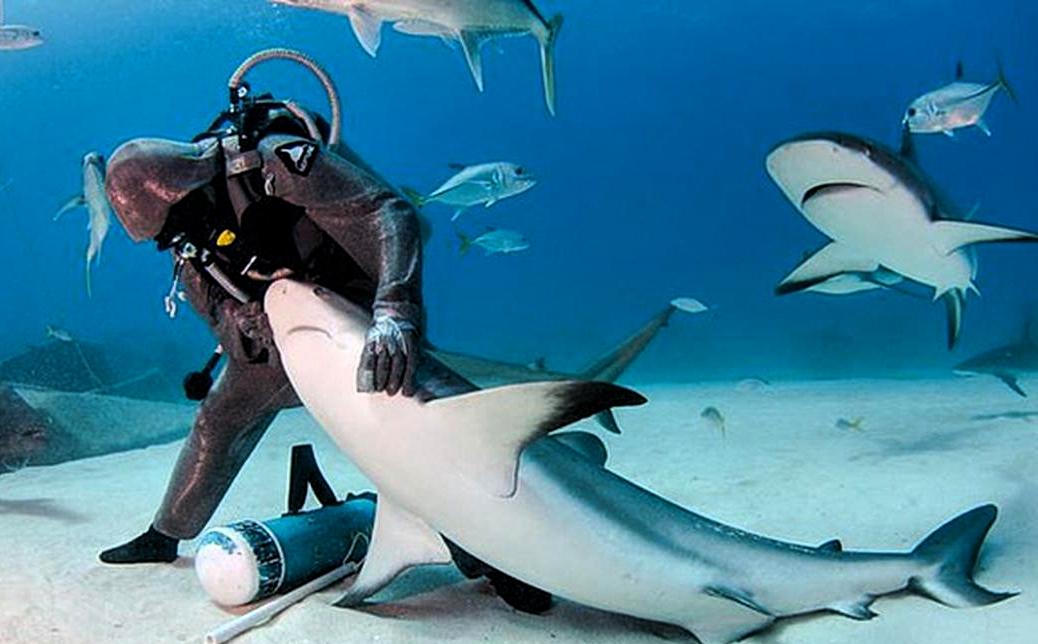 1996年，一位意大利女潜水员在巴哈马海底，帮一条大鲨鱼拔掉嘴里的钢钩，正准备离