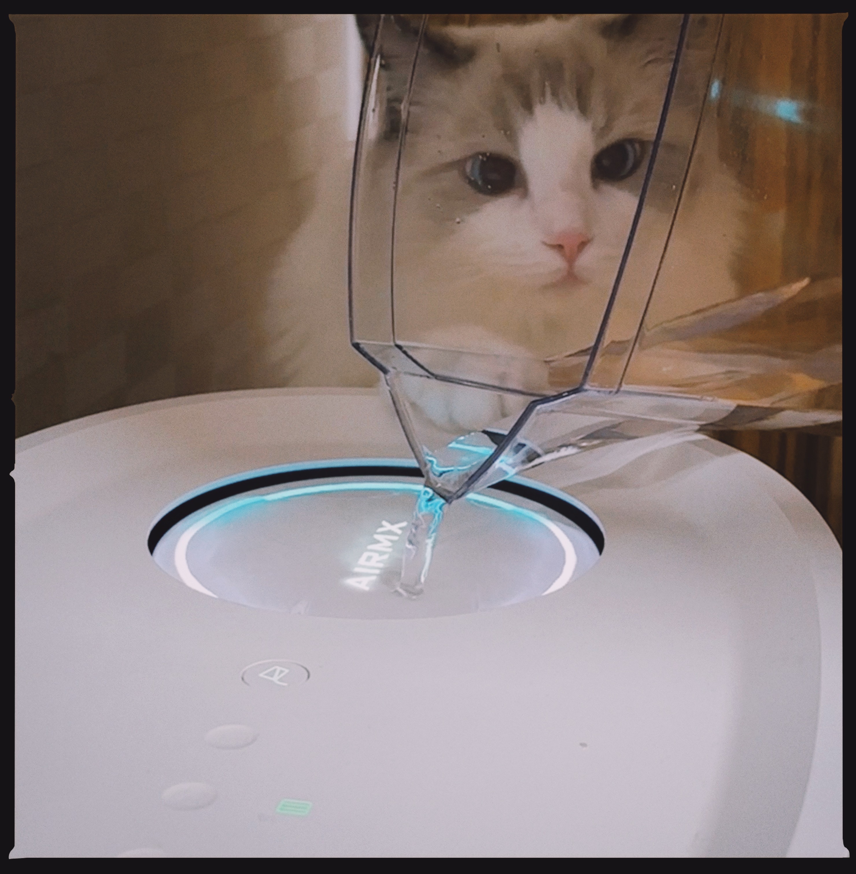 半夜睡不着，想我之前的小猫了