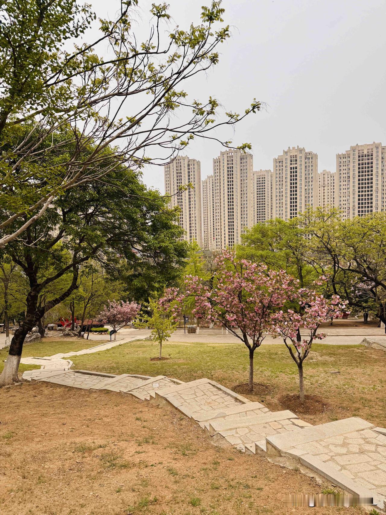 大连，
今天下午阴天，公园里没有几个人，走在林间小路上呼吸着丁香花淡淡的芬芳，感