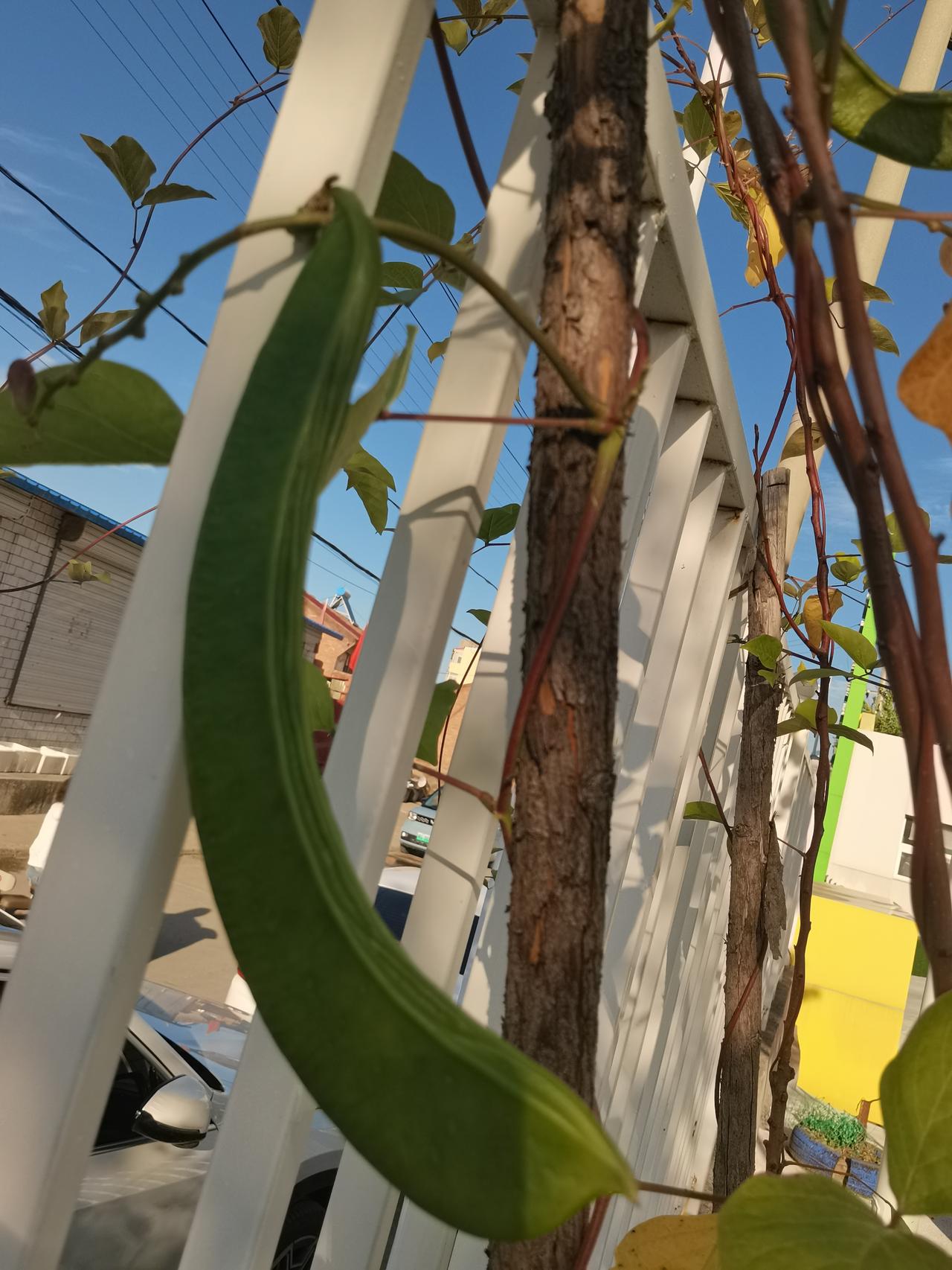 白露怎么过 白露怎么过
最近翻到家里老人攒了几十年的白露生活经验，没有花里胡哨的