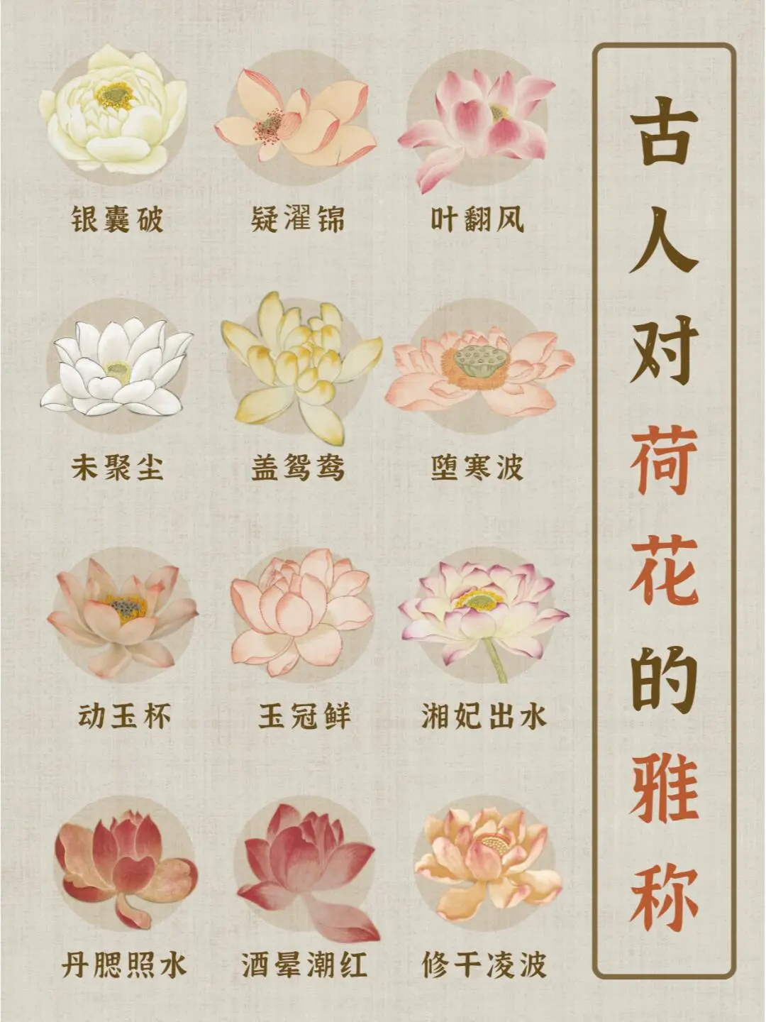 堕寒波，叶翻风丨古人对荷花的诗意雅称