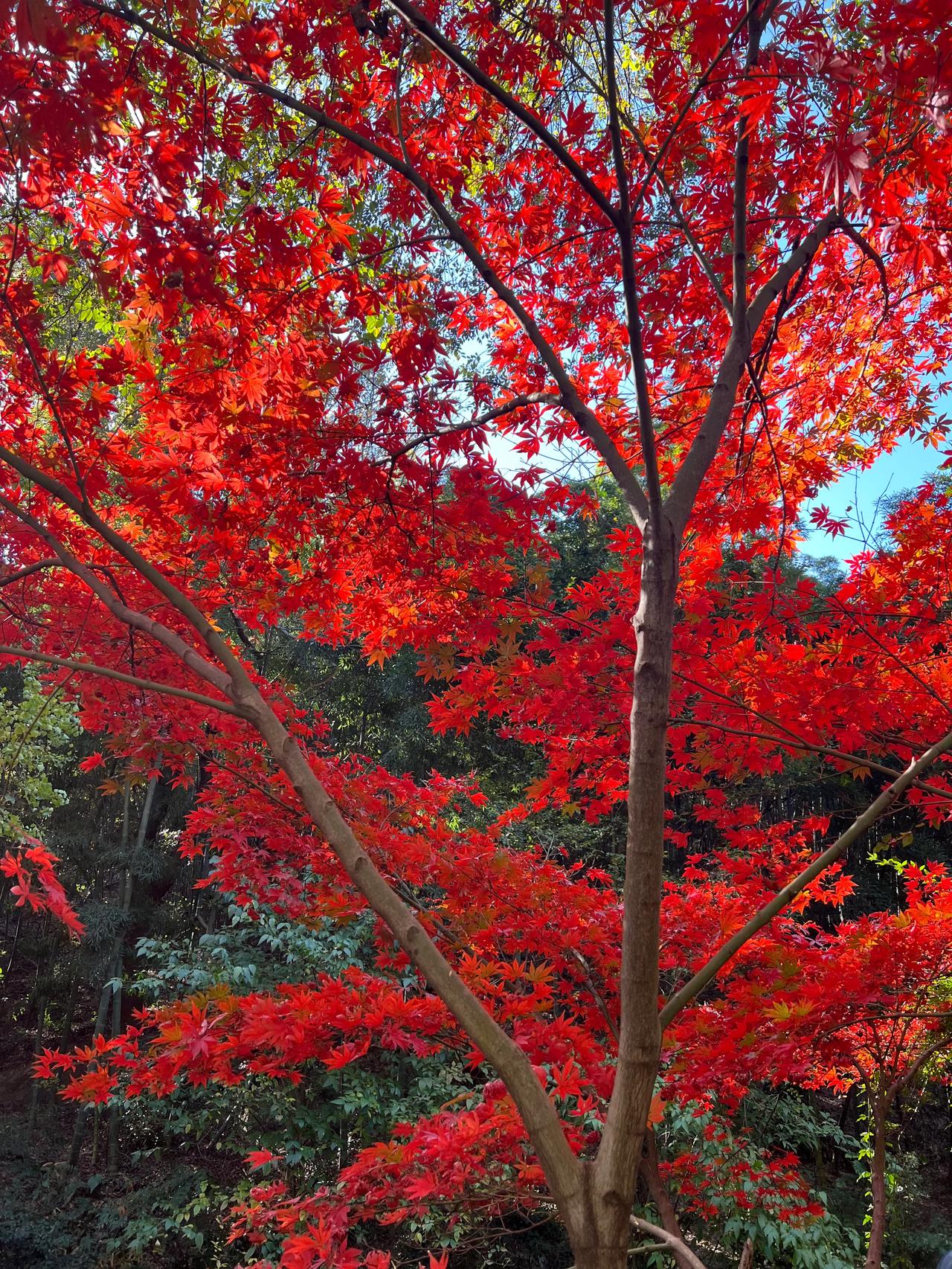 随手发一个小日常寒山霜叶一时新
