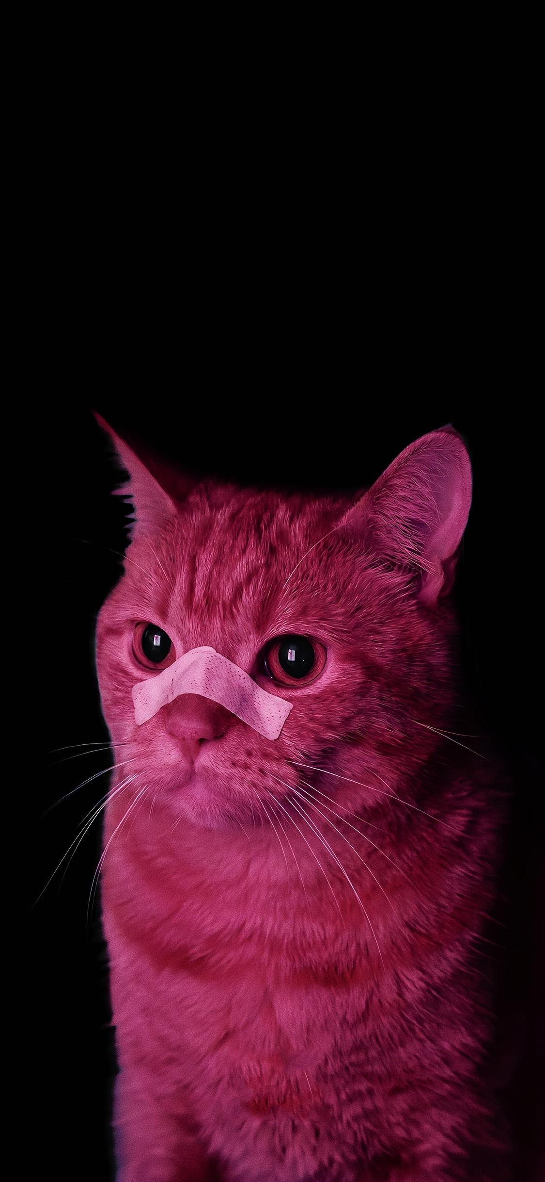 壁纸 猫猫狗狗壁纸分享 