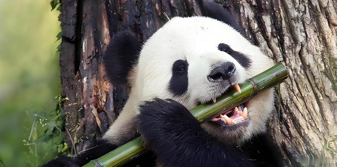 李在明请求再租借一对大熊猫
1月6日，韩国总统李在明在访华期间向中方提出请求，希