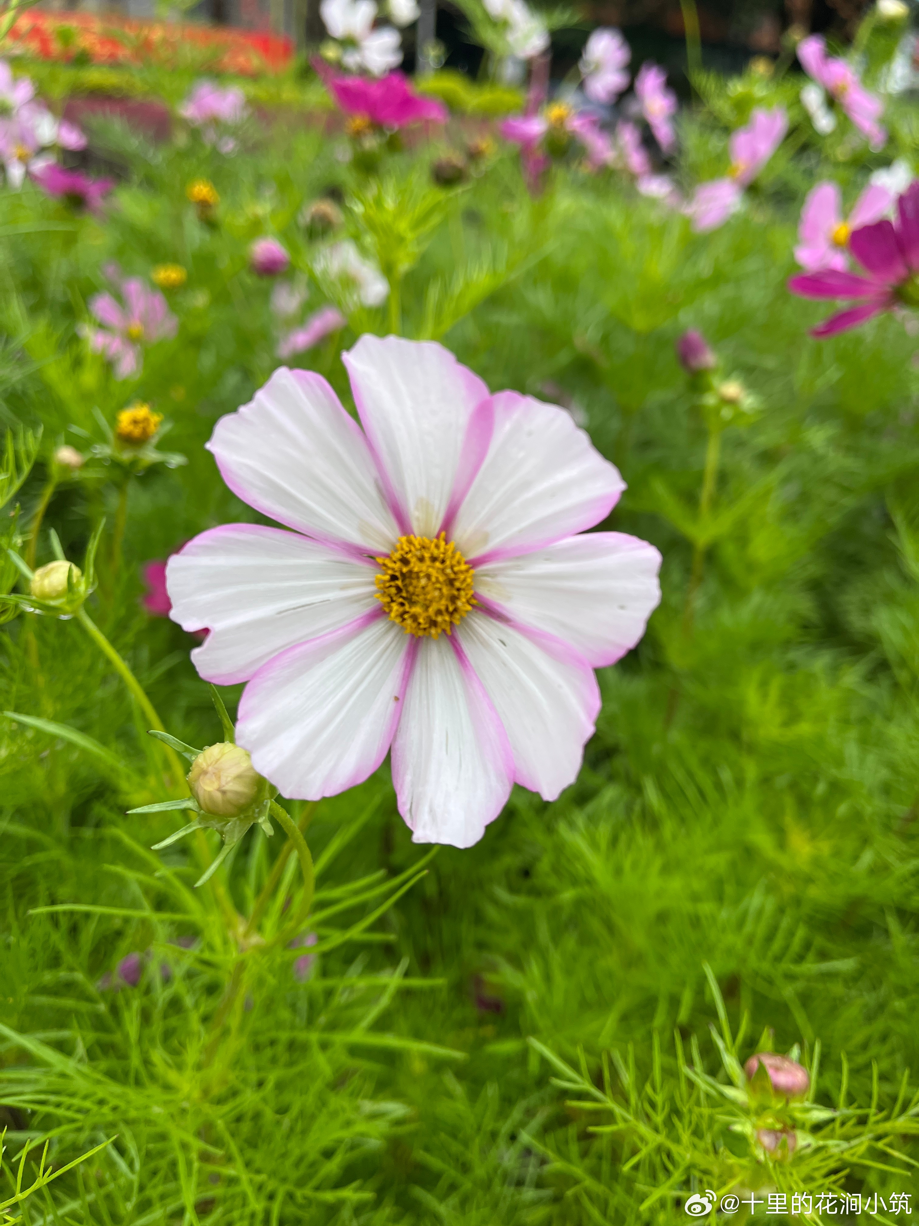 人间一趟，风雨皆过客，心宽便是晴。真正的强大，不是硬撑，而是在该柔软的时候，能接