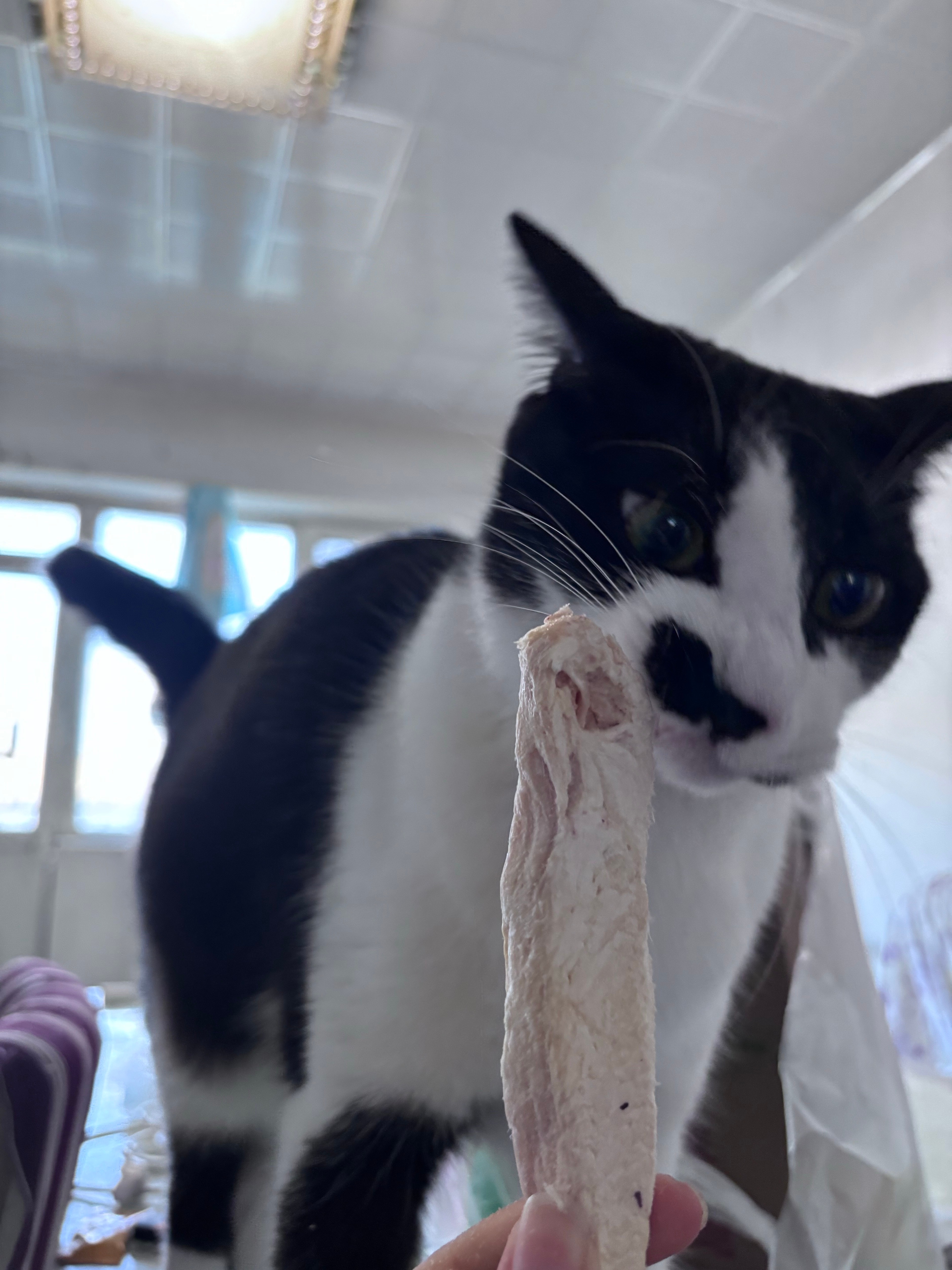 我欣赏你，鸡小胸冻干。daily奶牛猫 （投稿：） 