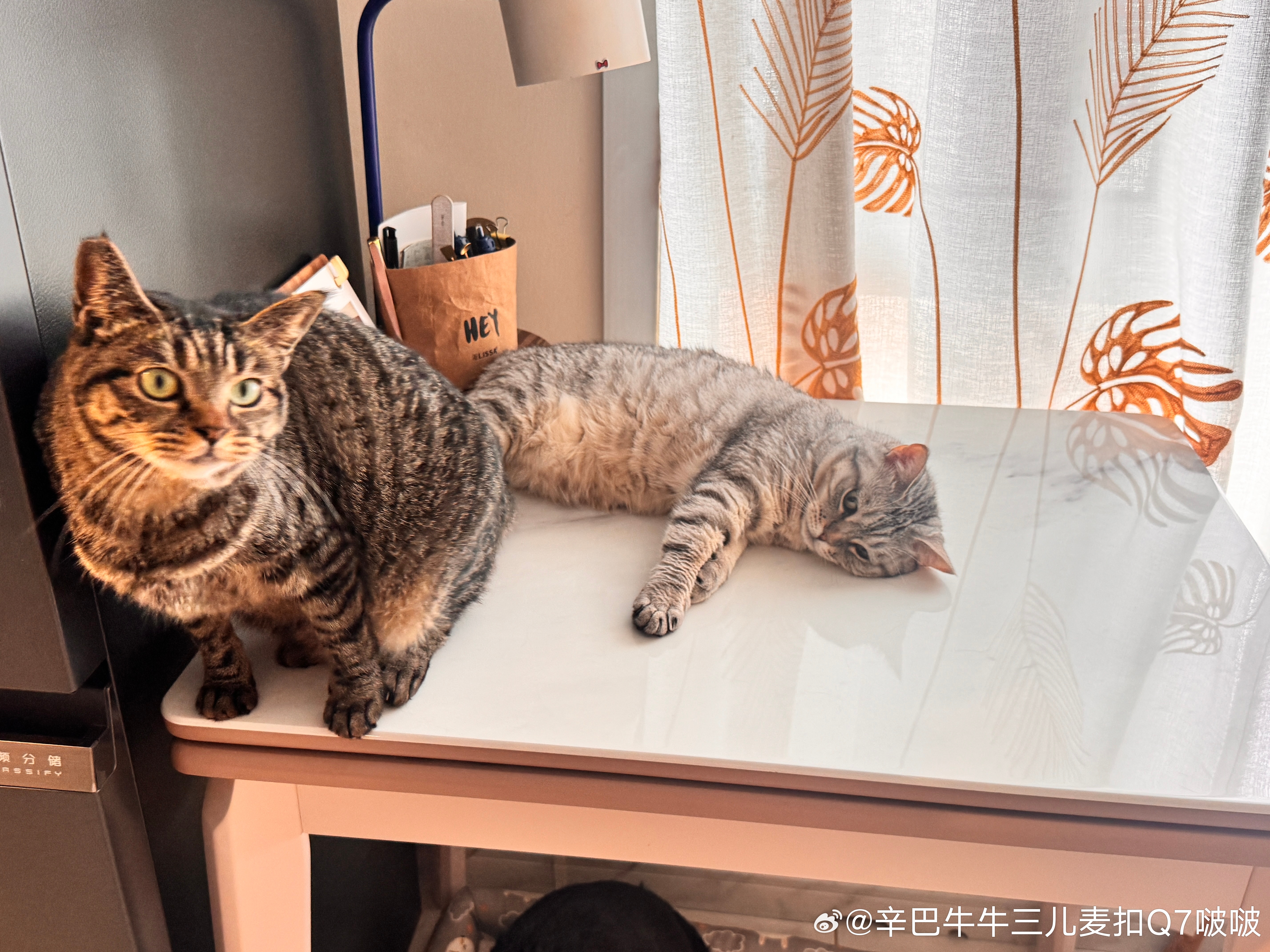 猪咪&猪猪咪