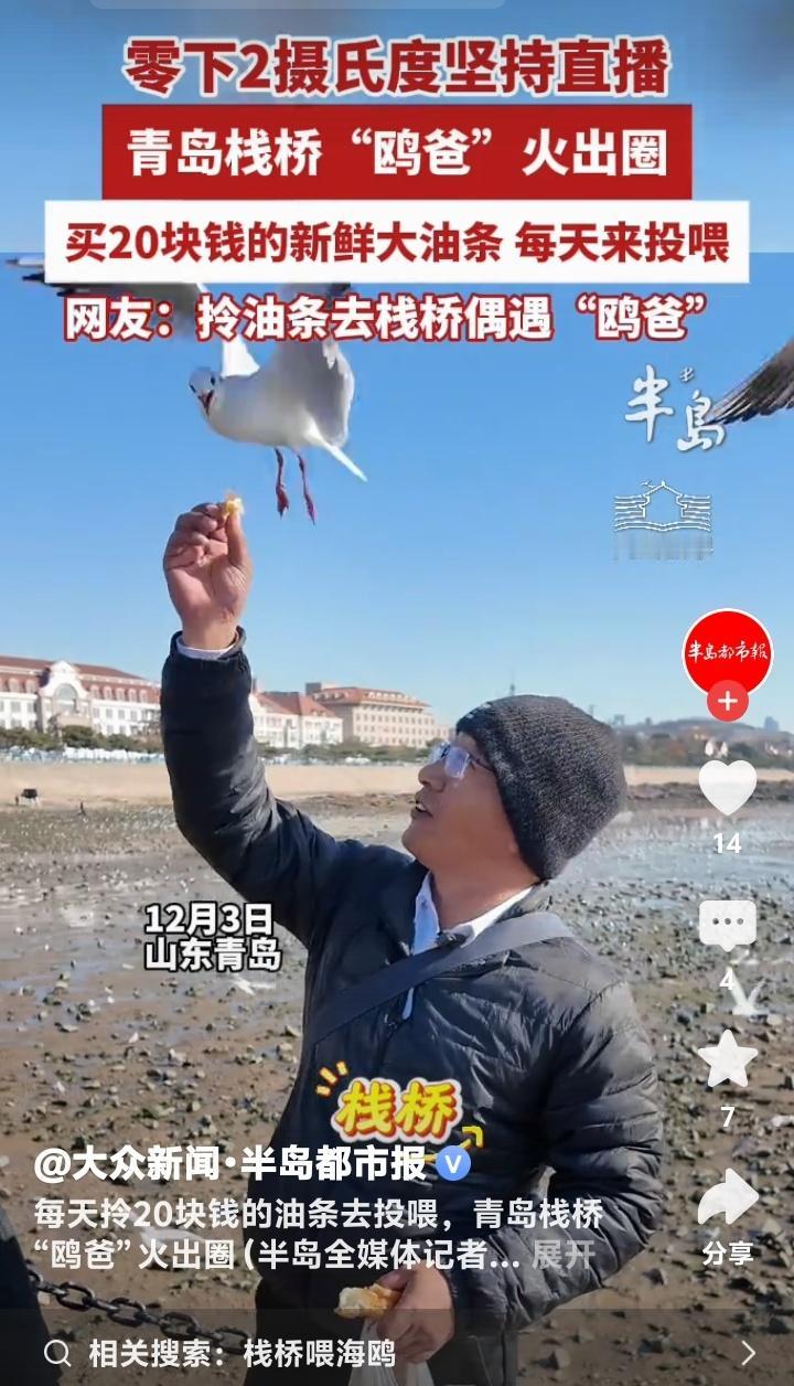 青岛栈桥惊现“鸥爸”传奇！零下2℃直播投喂海鸥，20元油条温暖全网：这不仅是爱心