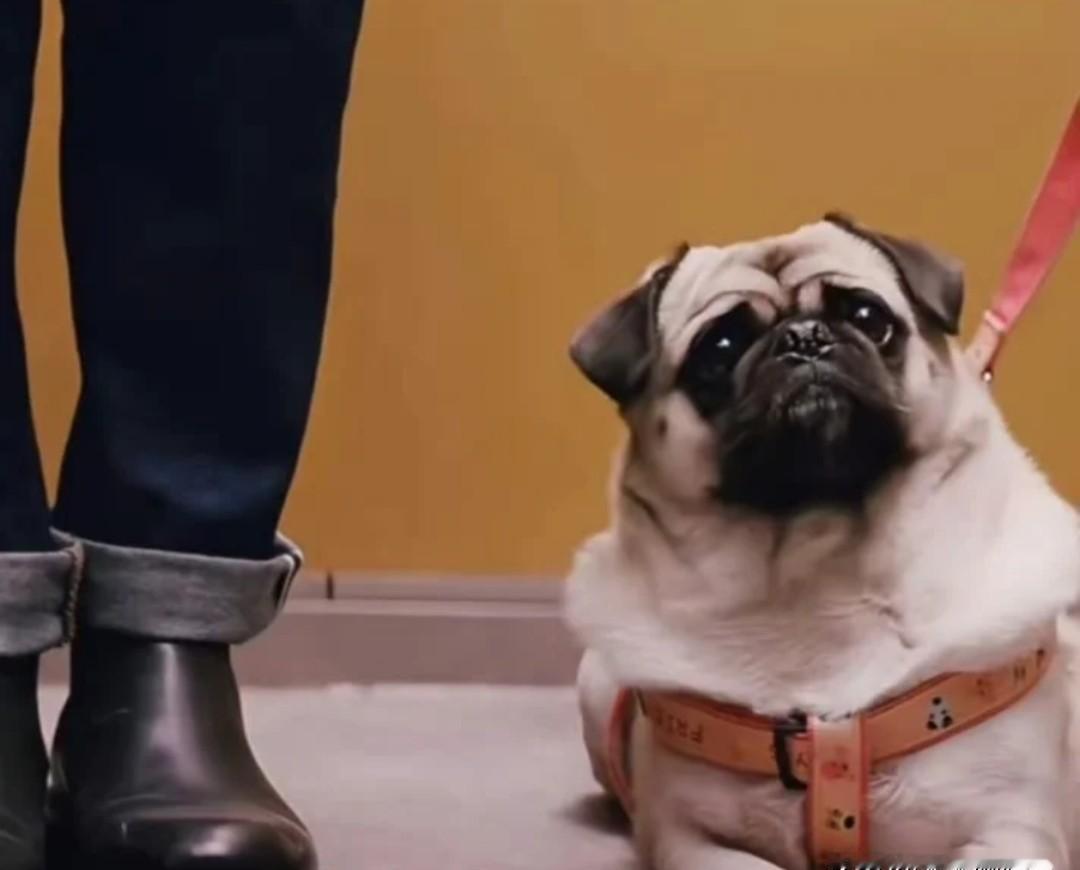 霍建华新剧里养只狗叫“道哥”，演得比人还到位。
网友直呼：这狗比很多演员还敬业。