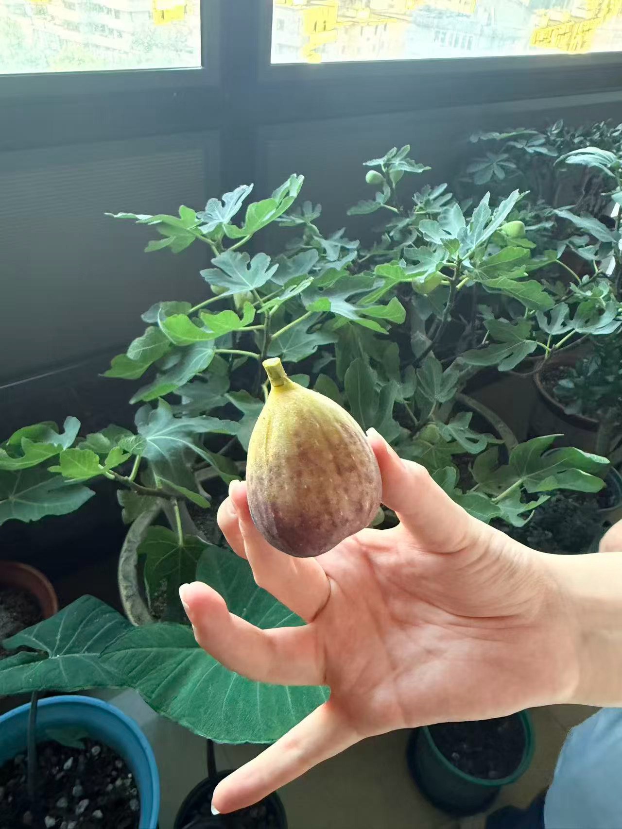 今年无花果不用抢了，爷爷给我种了