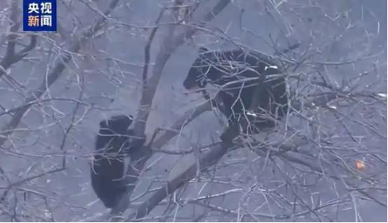 太吓人了！现在日本出门都得攥着一把汗，就怕冷不丁窜出一只熊出来，4月7号日本环境