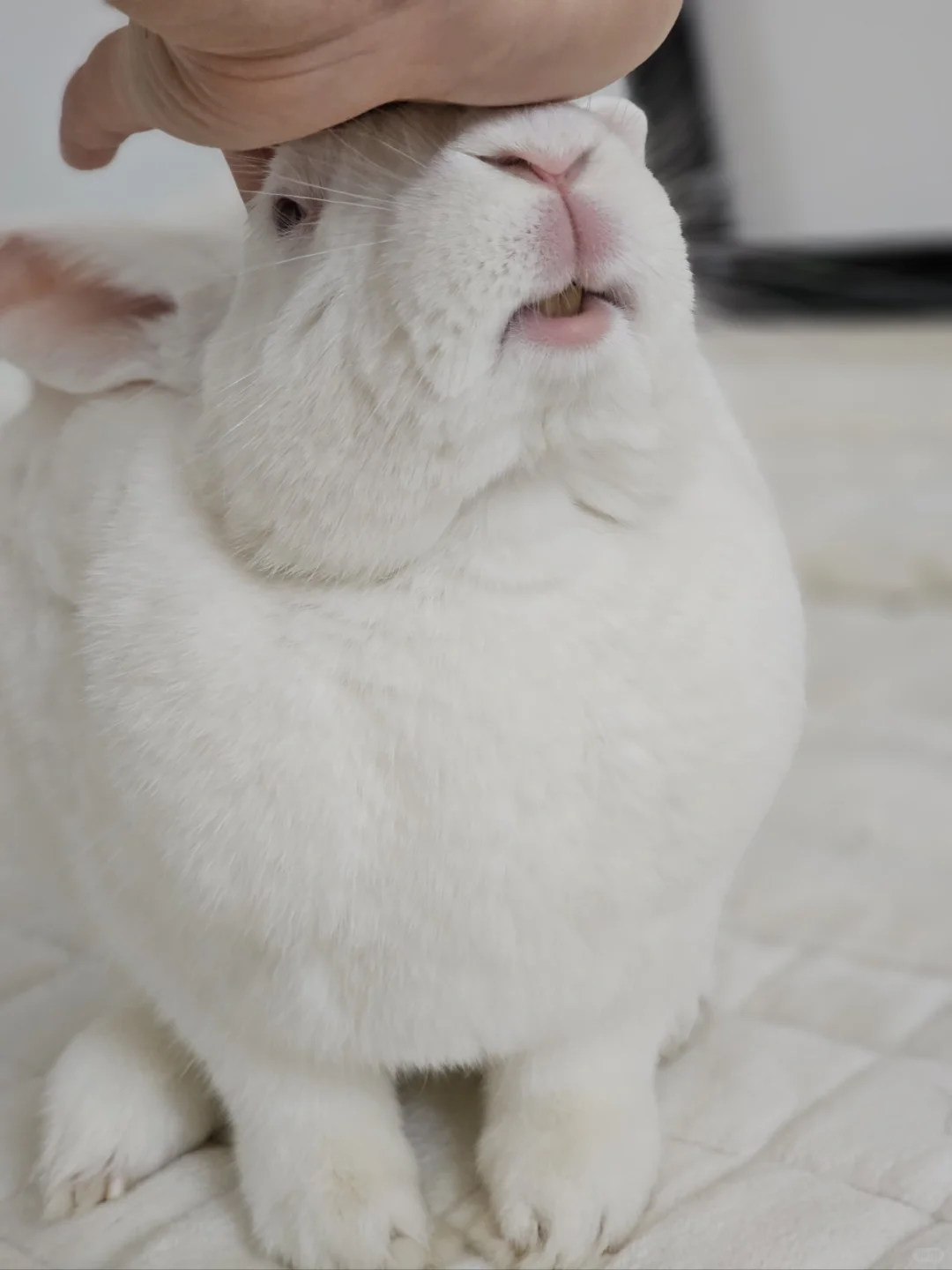 虽然我们崽崽牙黄，可是我们依然爱笑:-D