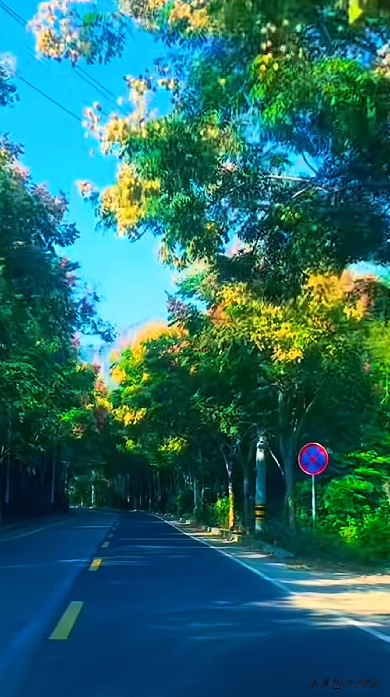晒图笔记大赛阳光洒满林荫道，静享自然之美