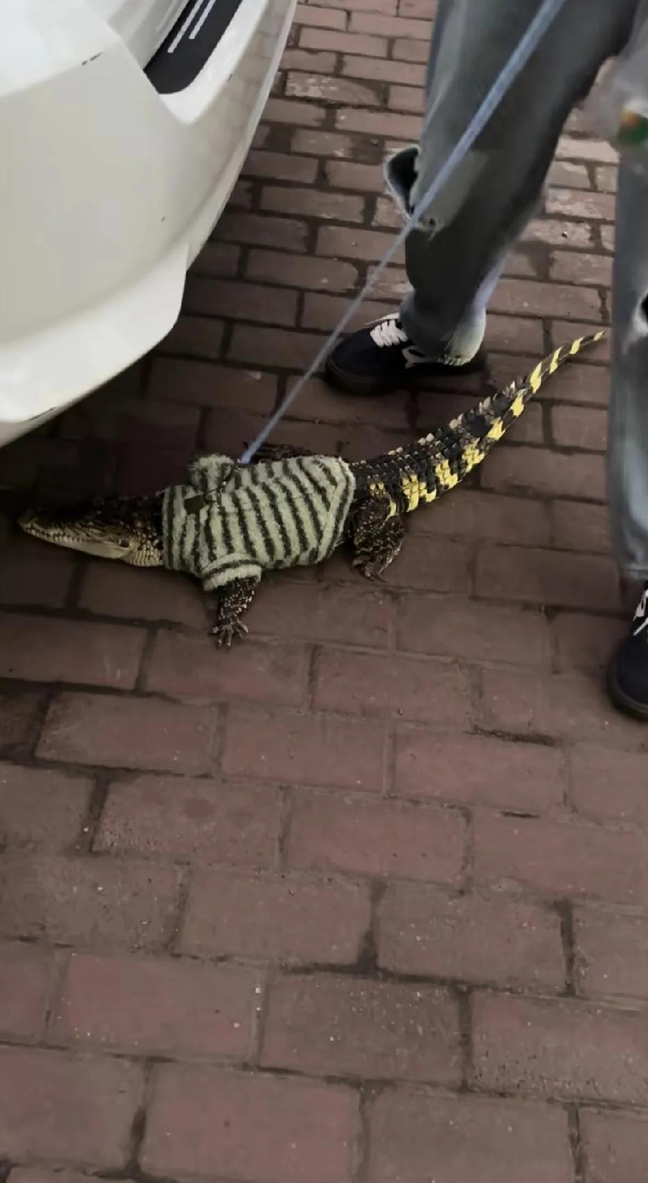 网友大街上偶遇，鳄鱼🐊还能当宠物出去溜啊？刷新了我的认知。。。