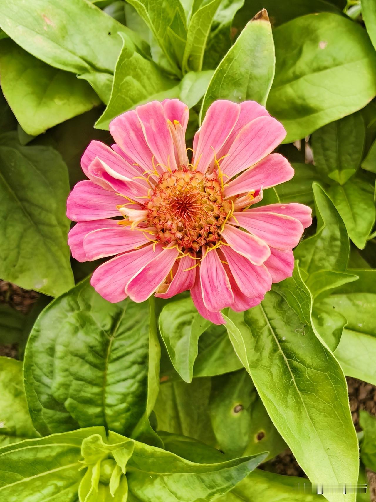 美丽的百日菊是夏日里一道靓丽的风景。它的植株挺拨，花朵圆润可爱，五颜六色的花瓣十