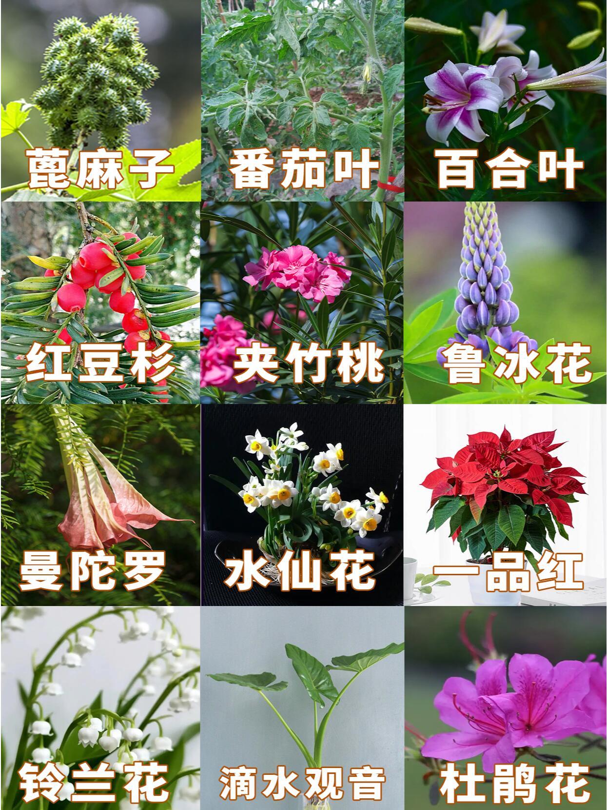 “这些植物有毒一定要认清”有毒植物非常多，有的是微毒基本对人和宠物没有伤害，有的