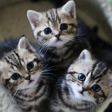 早安，猫宝宝。 