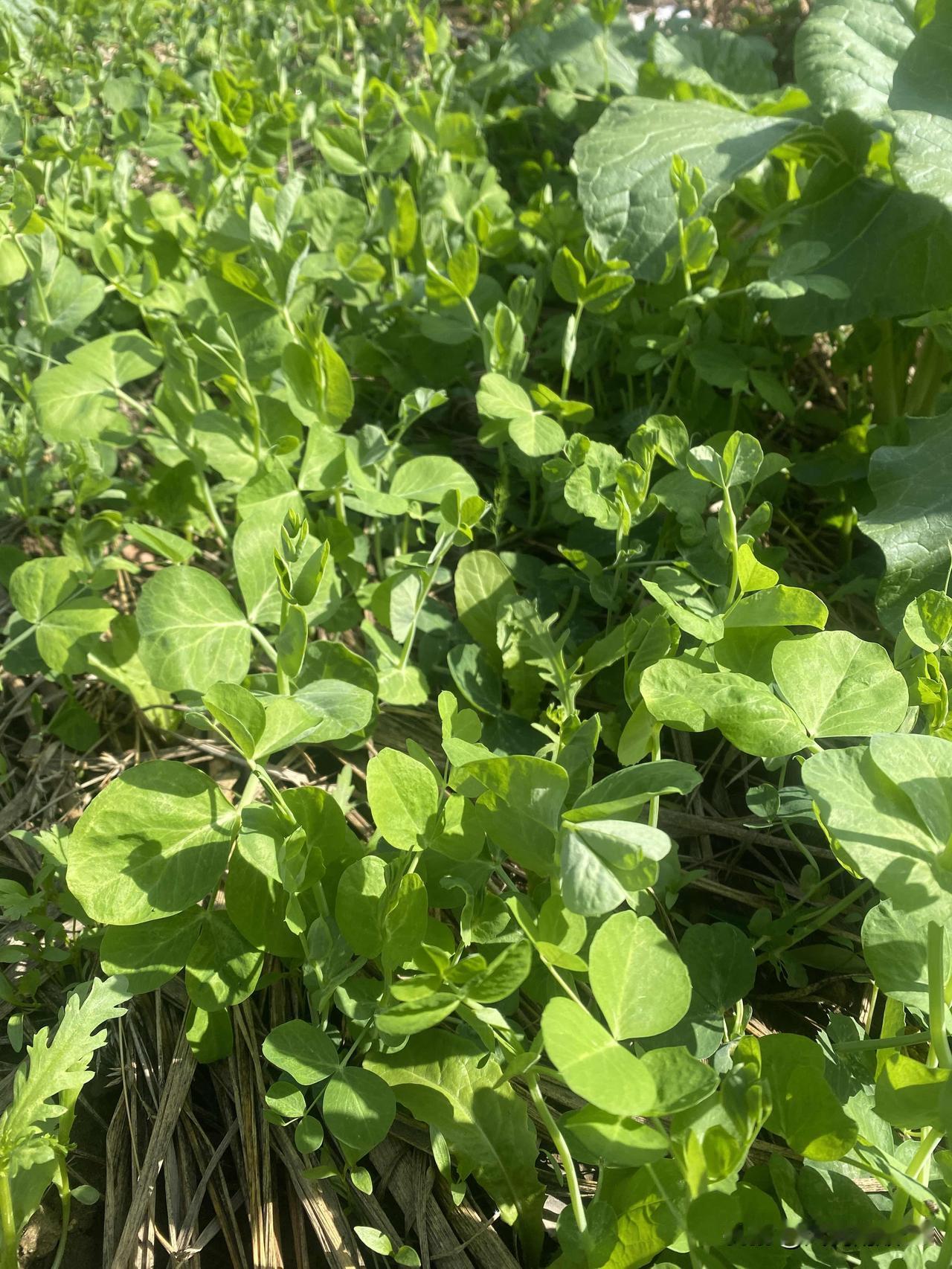 绿油油的菜地，棵棵长势喜人，给与的是一种希望，一种热爱回报。这是金钱所买不到的。