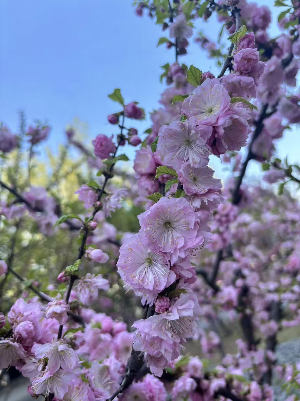 晒图笔记大赛花的绽放，尽显自己的美丽