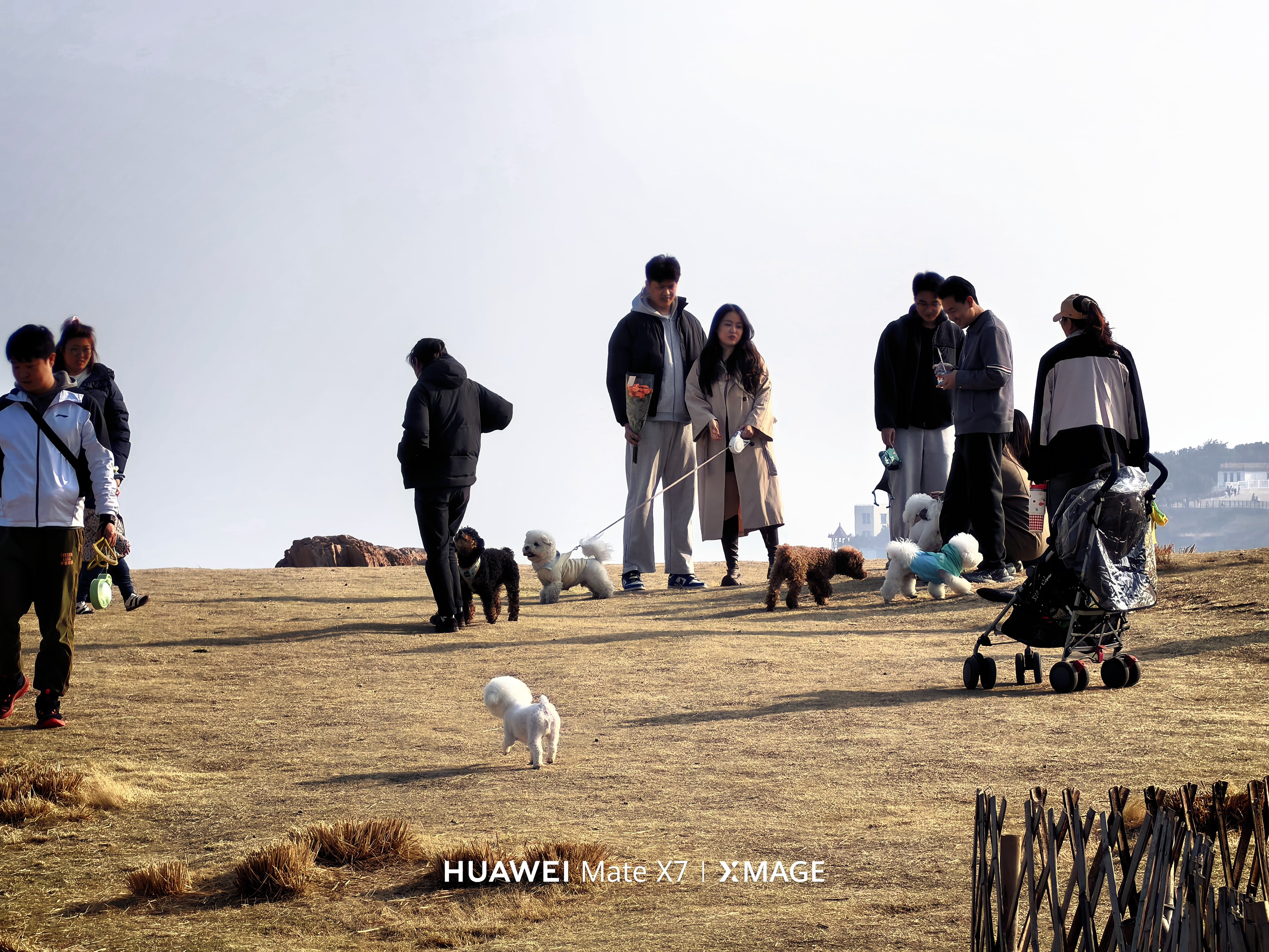 毛孩子聚集地。这一只只的都太可爱了叭 青岛·海之恋Park