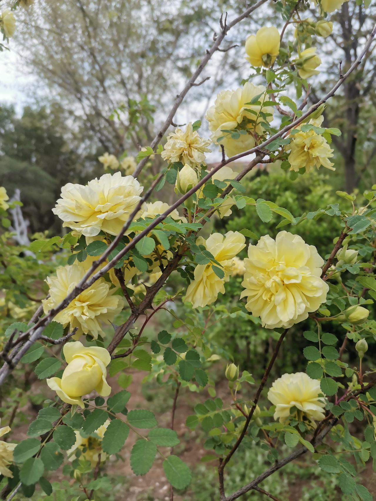 小山坡上的黄刺玫开了。明艳的淡黄色花，看着心情敞亮。

它是北方常见的观赏植物，