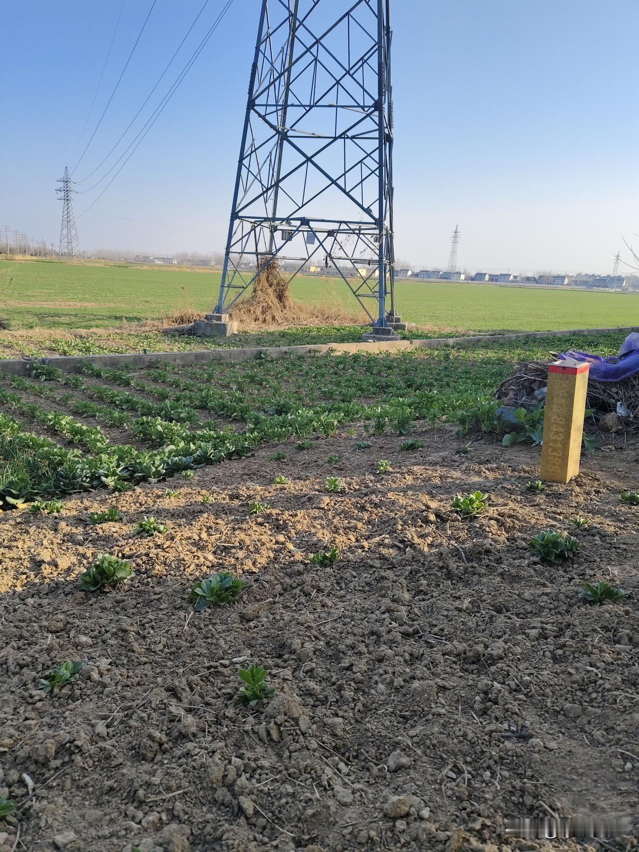 晒图笔记大赛苏北平原，都是平地，小麦长势良好