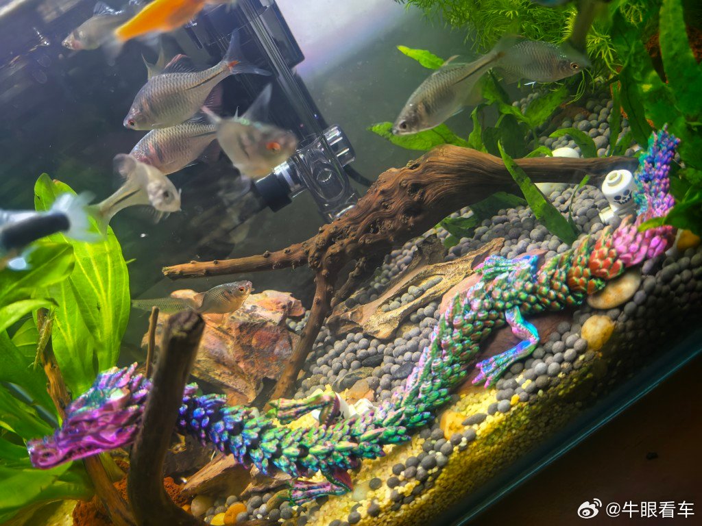 鱼缸变龙宫了3D打印的小龙二次利用 ​​​