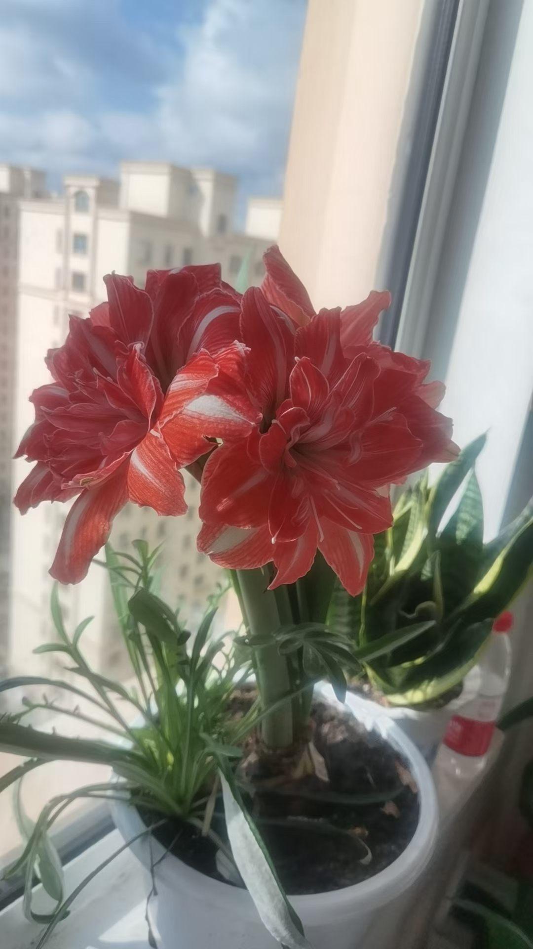 鲜花盛开图片应季花开满堂红，清香气息扑鼻，芬芳外放满屋飘香。