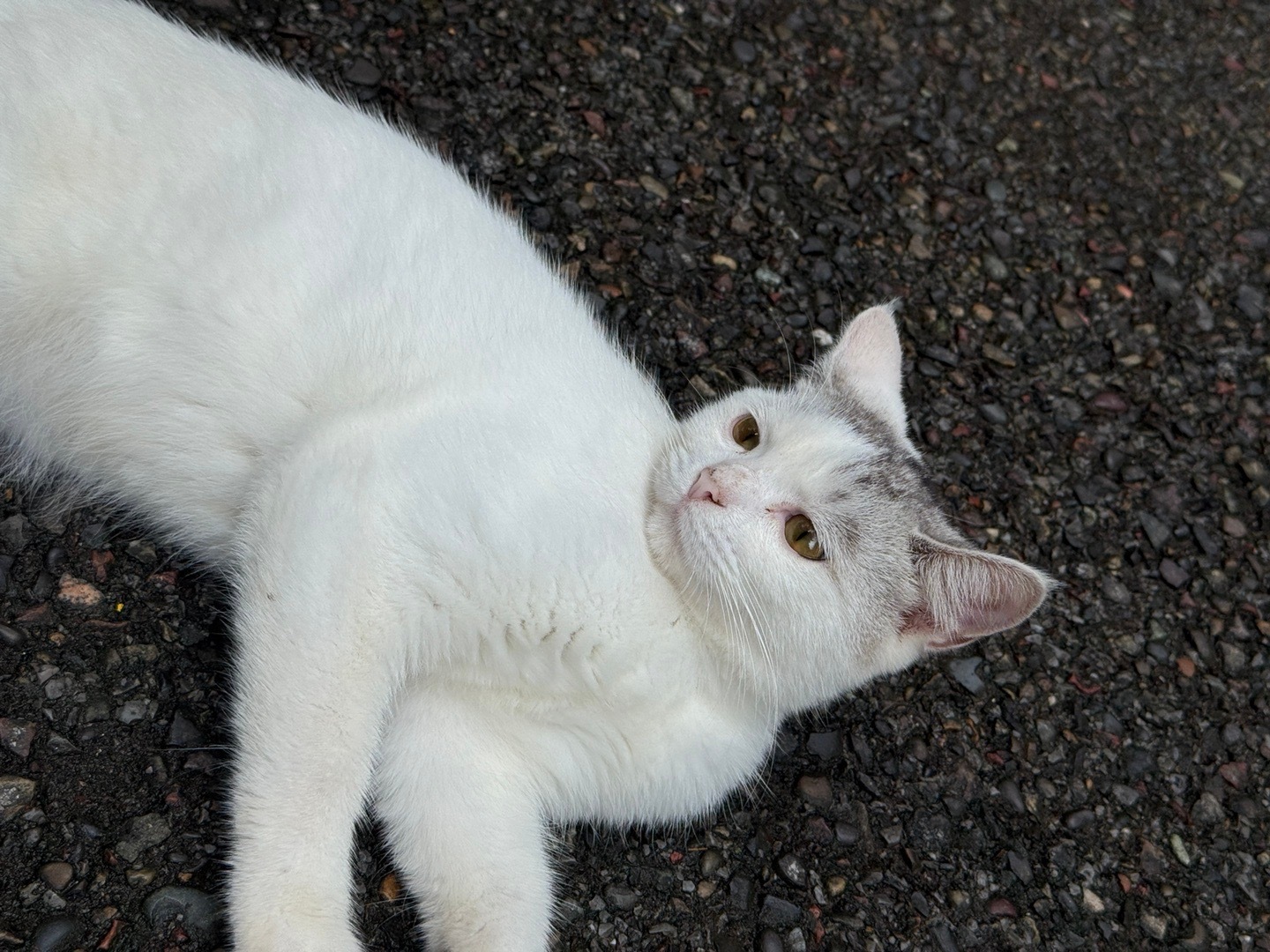 出差一周回来发现小猫们好像都一夜之间长大了 ​​​