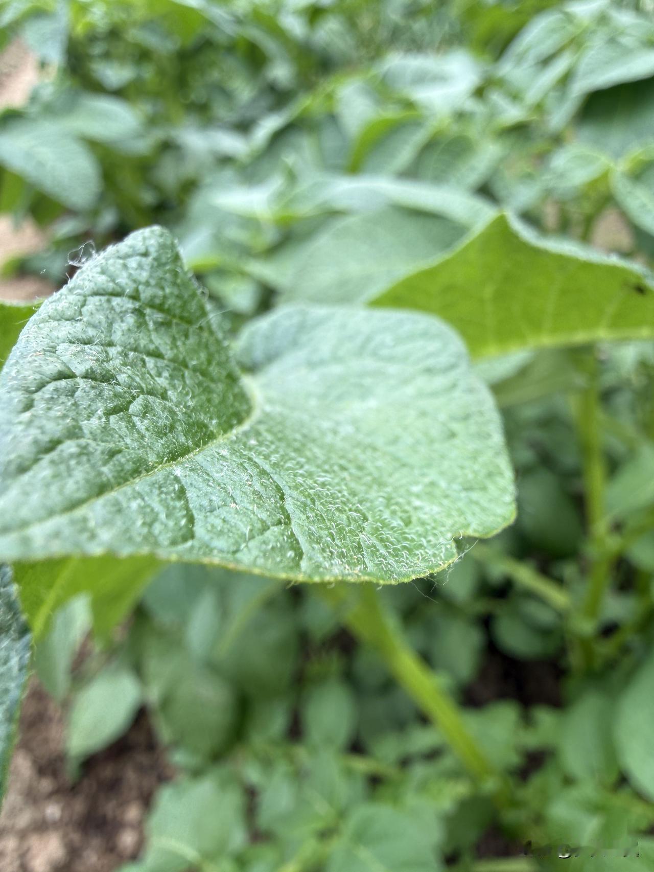 一个人最大的无知是什么? 
【小对联】
上：……？
下：盲从。