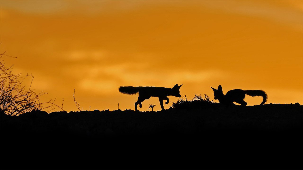 bing壁纸 必应壁纸Cape foxes in the Kalahari De