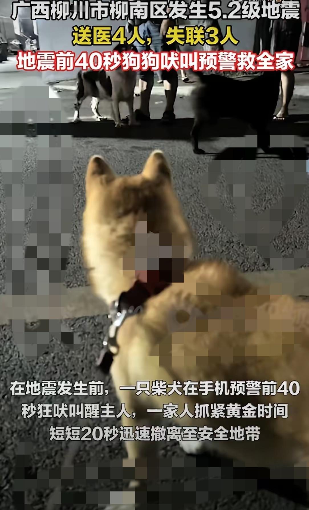 谁能想到，真正靠谱的生命预警，有时候藏在毛孩子身上！
      广西柳州5.2