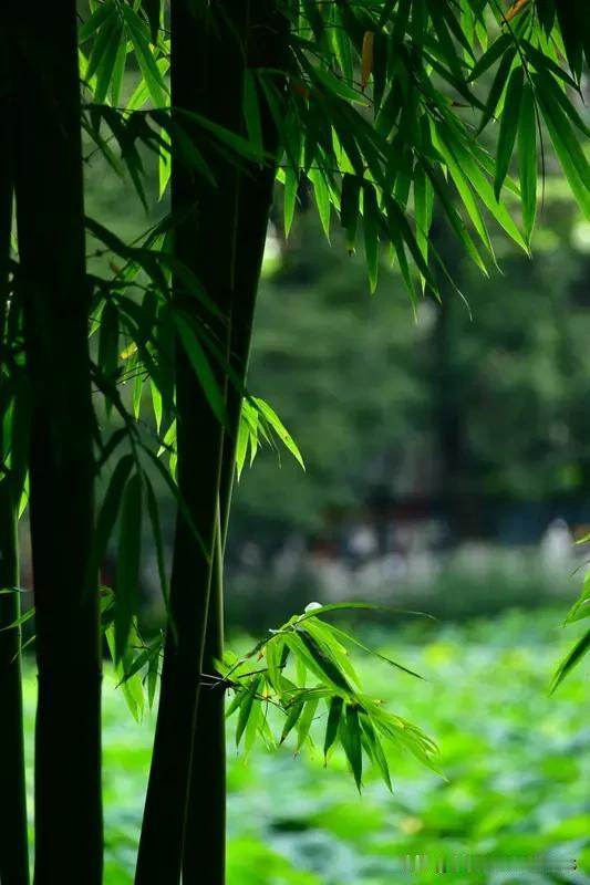 上联:秋月红枫冬松雪
下联:春风翠竹夏日荷