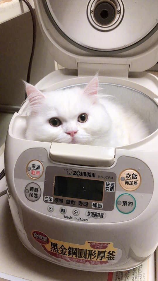 那个叫电子锅，不是你睡觉窝窝，快出来！