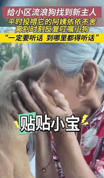 万物皆有灵性！山东，老奶奶平时喜欢投喂小区里的流浪狗，今天给流浪狗找到了新的主人